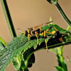 Sceliphron laetum at Stromlo, ACT - 10 Feb 2023