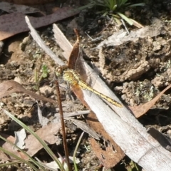 Diplacodes bipunctata (Wandering Percher) at Mongarlowe River - 12 Feb 2023 by arjay