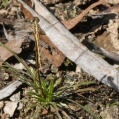 Diplacodes bipunctata at Charleys Forest, NSW - 12 Feb 2023