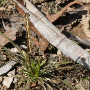 Diplacodes bipunctata at Charleys Forest, NSW - 12 Feb 2023