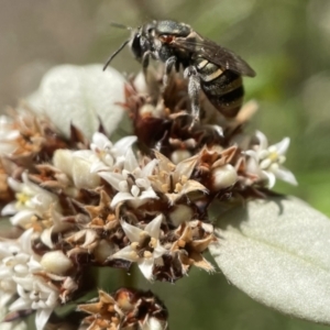 Lipotriches flavoviridis species group at Acton, ACT - 12 Feb 2023