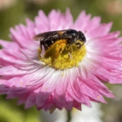 Lasioglossum (Chilalictus) sp. (genus & subgenus) (Halictid bee) at ANBG - 12 Feb 2023 by PeterA