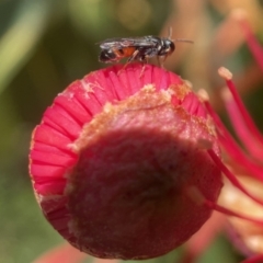 Hylaeus (Prosopisteron) littleri (Hylaeine colletid bee) at Acton, ACT - 12 Feb 2023 by PeterA