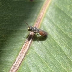 Hylaeus (Prosopisteron) littleri at Acton, ACT - 12 Feb 2023