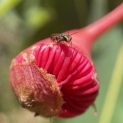 Hylaeus (Prosopisteron) littleri at Acton, ACT - 12 Feb 2023