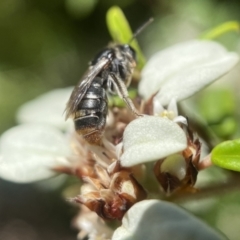 Lipotriches (Austronomia) ferricauda (Halictid bee) at Acton, ACT - 12 Feb 2023 by PeterA