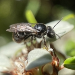 Lipotriches (Austronomia) ferricauda at Acton, ACT - 13 Feb 2023