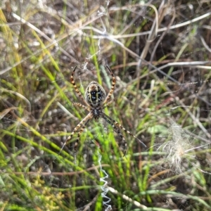 Argiope trifasciata at Monash, ACT - 11 Feb 2023