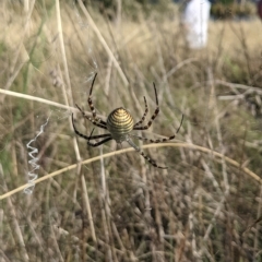 Argiope trifasciata at Monash, ACT - 11 Feb 2023 05:48 PM