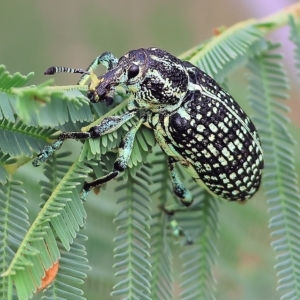 Chrysolopus spectabilis at Yackandandah, VIC - 13 Feb 2023