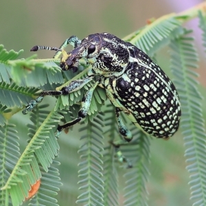 Chrysolopus spectabilis (Botany Bay Weevil) at Yackandandah, VIC by KylieWaldon