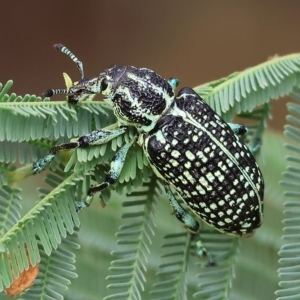 Chrysolopus spectabilis at Yackandandah, VIC - 13 Feb 2023