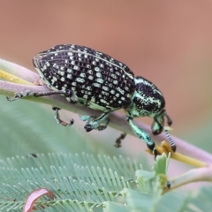 Chrysolopus spectabilis at Yackandandah, VIC - 13 Feb 2023