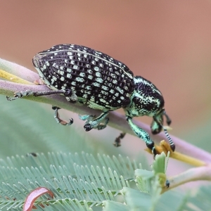 Chrysolopus spectabilis at Yackandandah, VIC - 13 Feb 2023