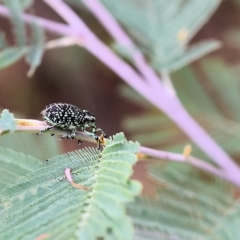 Chrysolopus spectabilis at Yackandandah, VIC - 13 Feb 2023