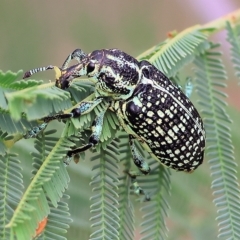 Chrysolopus spectabilis at Yackandandah, VIC - 13 Feb 2023 08:47 AM