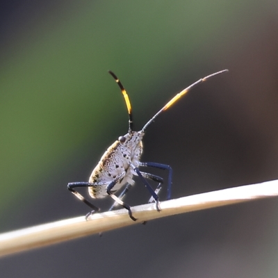 Unidentified Shield, Stink or Jewel Bug (Pentatomoidea) at Yackandandah, VIC - 12 Feb 2023 by KylieWaldon