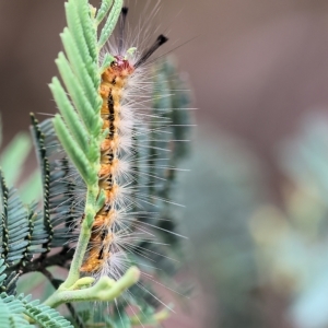 Nyctemera (genus) at Yackandandah, VIC - 13 Feb 2023 09:00 AM
