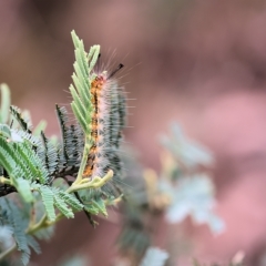 Nyctemera (genus) at Yackandandah, VIC - 13 Feb 2023 09:00 AM