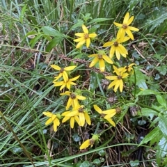 Senecio vagus subsp. vagus (Saw Groundsel) at Cotter River, ACT - 30 Jan 2023 by Tapirlord