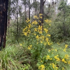 Senecio vagus subsp. vagus at Cotter River, ACT - 30 Jan 2023