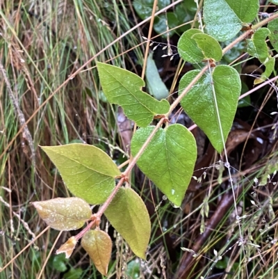 Platylobium montanum subsp. montanum (Mountain Flat Pea) at Cotter River, ACT - 30 Jan 2023 by Tapirlord