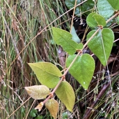 Platylobium montanum subsp. montanum at Cotter River, ACT - 30 Jan 2023