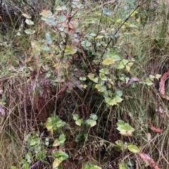 Platylobium montanum subsp. montanum at Cotter River, ACT - 30 Jan 2023