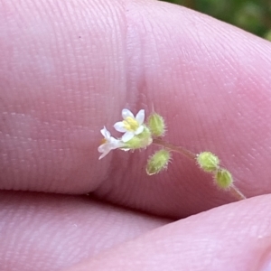 Myosotis australis at Cotter River, ACT - 30 Jan 2023