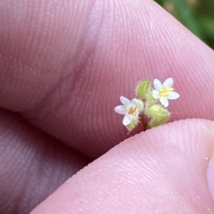 Myosotis australis at Cotter River, ACT - 30 Jan 2023