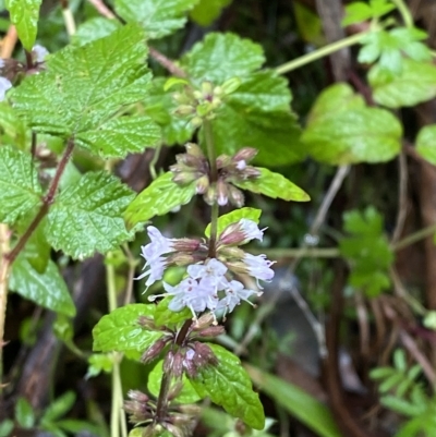 Mentha laxiflora (Forest Mint) at Cotter River, ACT - 30 Jan 2023 by Tapirlord