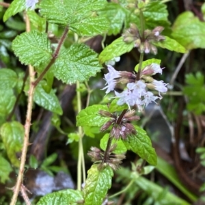 Mentha laxiflora at Cotter River, ACT - 30 Jan 2023