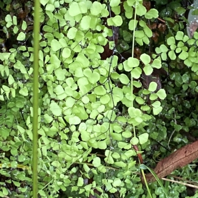 Adiantum aethiopicum (Common Maidenhair Fern) at Namadgi National Park - 30 Jan 2023 by Tapirlord