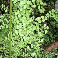 Adiantum aethiopicum (Common Maidenhair Fern) at Cotter River, ACT - 30 Jan 2023 by Tapirlord