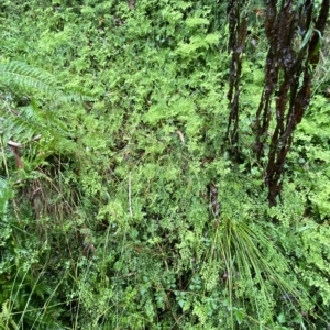 Adiantum aethiopicum at Cotter River, ACT - 30 Jan 2023