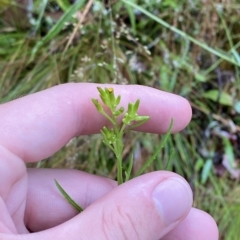 Senecio diaschides (Erect Groundsel) at Cotter River, ACT - 30 Jan 2023 by Tapirlord