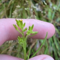 Senecio diaschides at Cotter River, ACT - 30 Jan 2023 11:33 AM