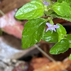 Mentha diemenica (Wild Mint, Slender Mint) at Cotter River, ACT - 30 Jan 2023 by Tapirlord