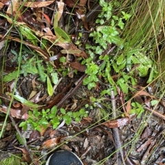 Mentha diemenica at Cotter River, ACT - 30 Jan 2023