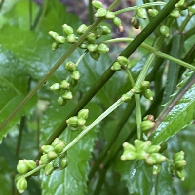Sambucus gaudichaudiana (White Elder Berry) at Cotter River, ACT - 30 Jan 2023 by Tapirlord