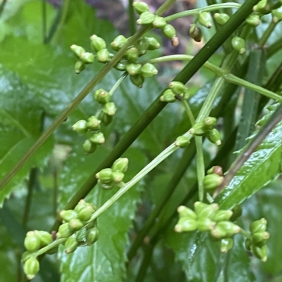 Sambucus gaudichaudiana (White Elder Berry) at Cotter River, ACT - 29 Jan 2023 by Tapirlord