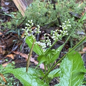 Sambucus gaudichaudiana at Namadgi National Park - 30 Jan 2023