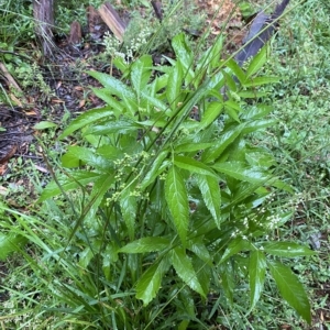 Sambucus gaudichaudiana at Namadgi National Park - 30 Jan 2023 10:27 AM