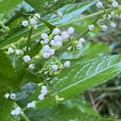 Sambucus gaudichaudiana at Namadgi National Park - 30 Jan 2023