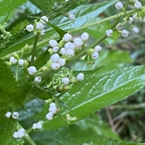 Sambucus gaudichaudiana at Namadgi National Park - 30 Jan 2023 10:27 AM