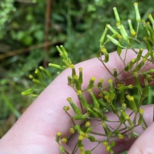 Senecio minimus at Cotter River, ACT - 30 Jan 2023