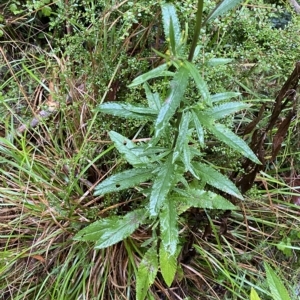 Senecio minimus at Cotter River, ACT - 30 Jan 2023