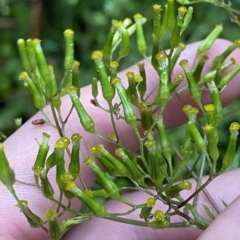 Senecio minimus at Cotter River, ACT - 30 Jan 2023