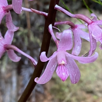 Dipodium roseum (Rosy Hyacinth Orchid) at Cotter River, ACT - 29 Jan 2023 by Tapirlord