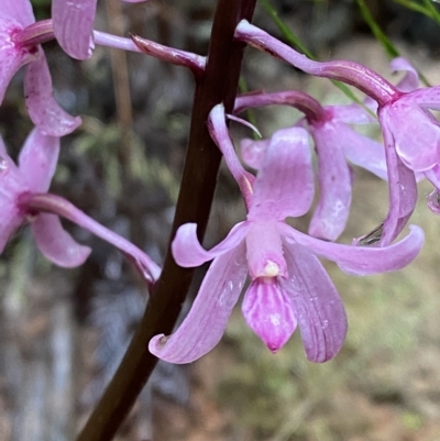 Dipodium roseum (Rosy Hyacinth Orchid) at Cotter River, ACT - 30 Jan 2023 by Tapirlord